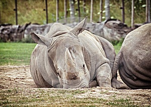White rhinoceros (Ceratotherium simum simum), animals scene