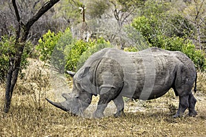 White rhinoceros (Ceratotherium simum) photo