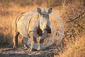 A White rhinoceros - Ceratotherium simum photo