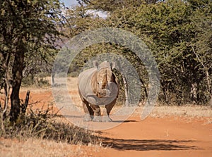 White Rhinoceros