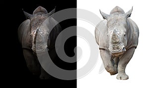 White rhinoceros in dark and white background