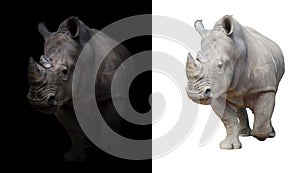 White rhinoceros in dark and white background