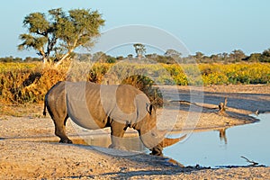 White rhinoceros drinking