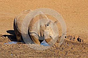 A white rhinoceros drinking at a muddy waterhole, Mokala National Park, South Africa