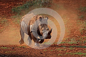 White rhinoceros in dust