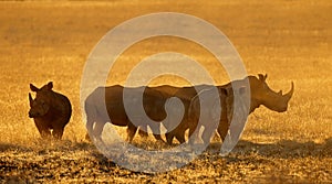 White rhinoceros in dust at sunset