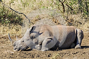 White rhinoceros enjoying a sunbath, reclining on the mud in South Africa, Central Zululand, KwaZulu-Natal photo