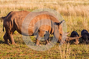 White rhinoceros in  Entabeni game reserve