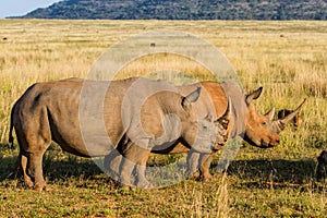 White rhinoceros in  Entabeni game reserve