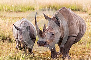 White rhinoceros in  Entabeni game reserve