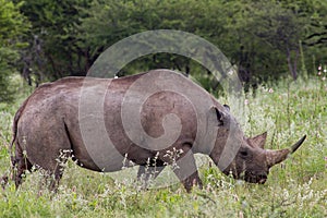 White Rhinoceros at Etosha National Park