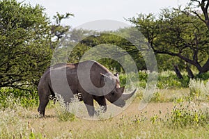 White Rhinoceros at Etosha National Park