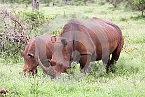 White rhinoceros family