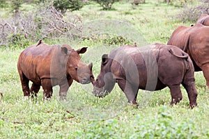 White rhinoceros family