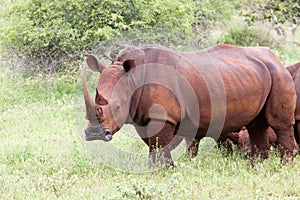 White rhinoceros family