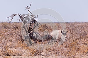 White Rhinoceros Family in Etosha