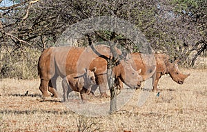 White Rhino Family