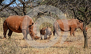 White Rhino Family