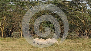 White rhinoceros feeding