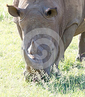 White Rhinoceros grazes in a protected park