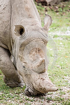 White rhinoceros grazing, frontal view