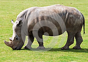 White rhinoceros grazing in a grass field