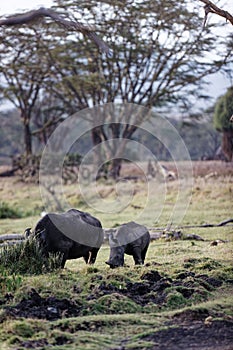 White rhinoceros grazing with her calf in the grassland of Lewa Wildlife Conservancy, Kenya