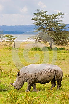 White rhinoceros grazing at lake Baringo, Kenia