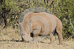 White Rhinoceros grazing on Maasai mara