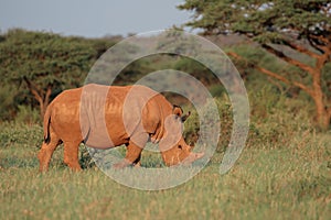 White rhinoceros grazing - South Africa