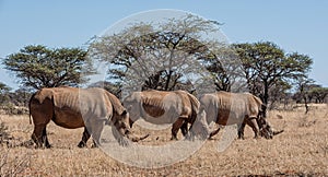 White Rhinoceros Group