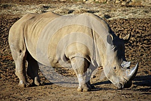 White rhinoceros with head lowered