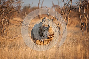 A White rhinoceros hide behind grass - Ceratotherium simum