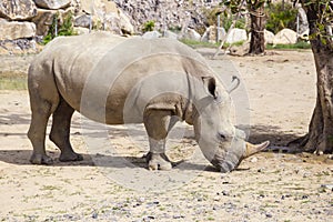 White rhinoceros with injuries