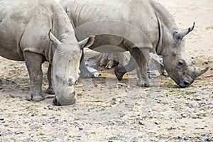 White rhinoceros with injuries