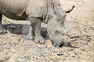 White rhinoceros with injuries