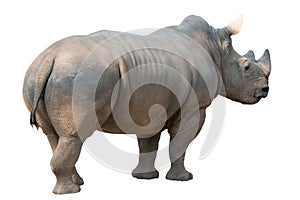 White rhinoceros isolated