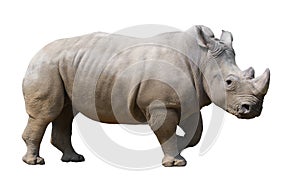 White rhinoceros isolated