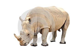 White rhinoceros isolated