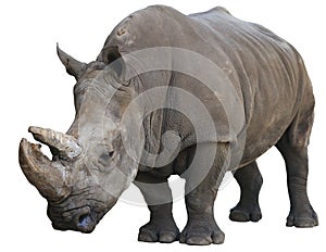 White Rhinoceros isolated over white