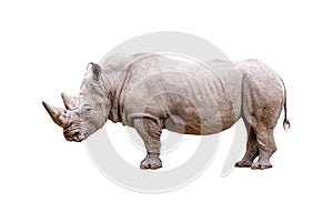 White Rhinoceros isolated on white background.