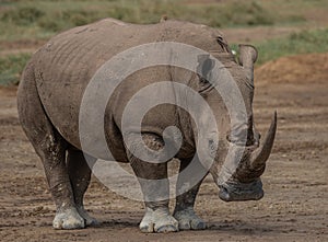 White Rhinoceros Lake Nakura Kenya