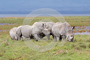 White rhinoceros - Lake Nakuru National Park