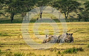 White rhinoceros in Lake Nakuru National Park, Kenya