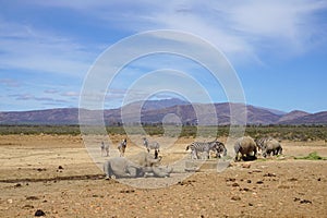 White rhinoceros laying down with other rhino and zebras in safari