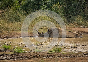 White rhinoceros laying in the mud near a waterhole at the Hluhluwe iMfolozi Park