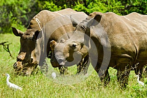 White Rhinoceros and little cattle egret bird symbiotic relationship in a game reserve in South Africa