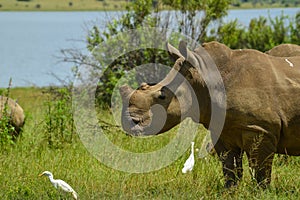 White Rhinoceros and little cattle egret bird symbiotic relationship in a game reserve in South Africa