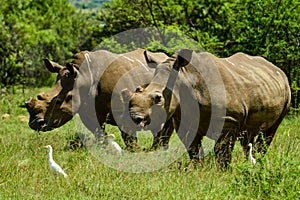 White Rhinoceros and little cattle egret bird symbiotic relationship in a game reserve in South Africa photo