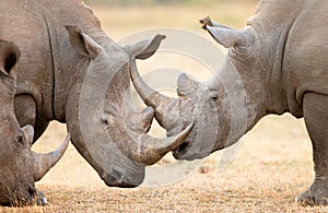 White Rhinoceros locking horns